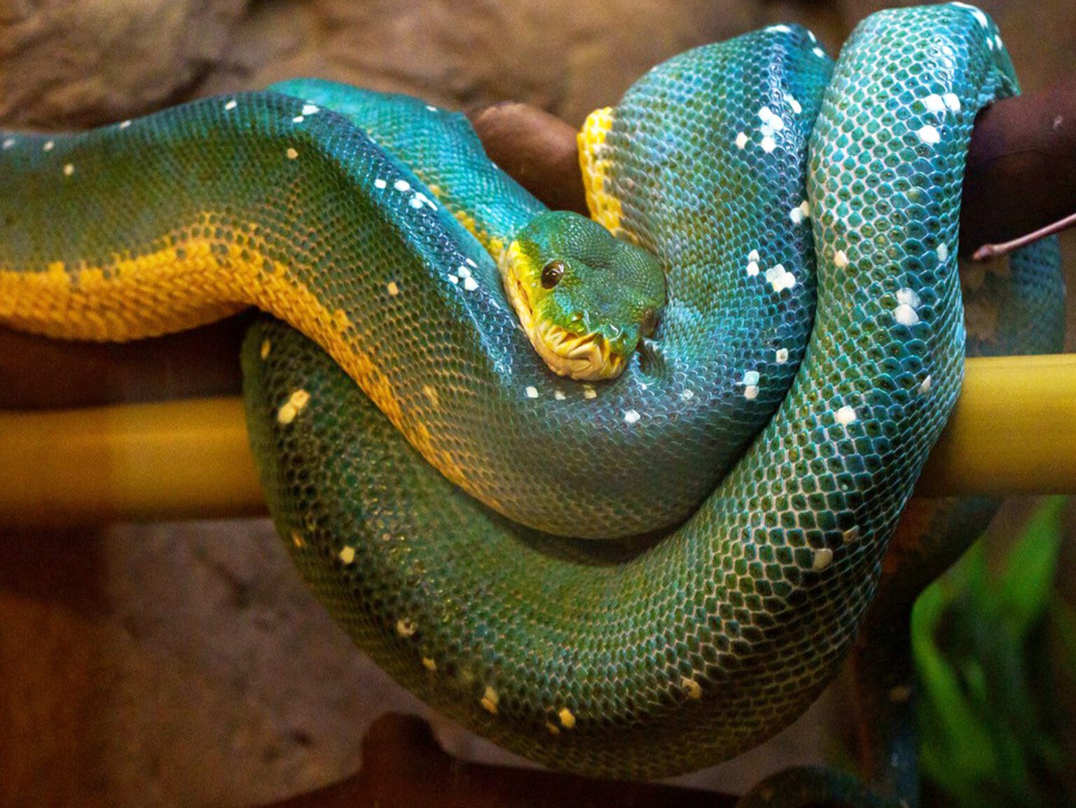 Peoria Zoo - Peoria Park District